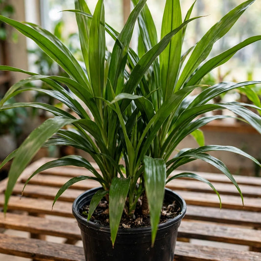 CORDYLINE Green 10"