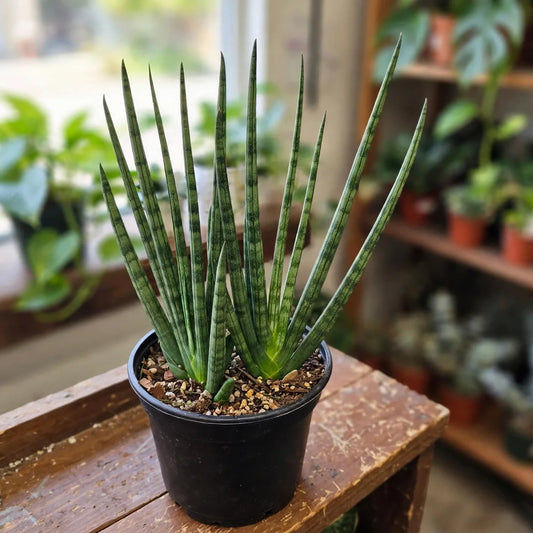 Sansevieria Fernwood Hybrid 6"