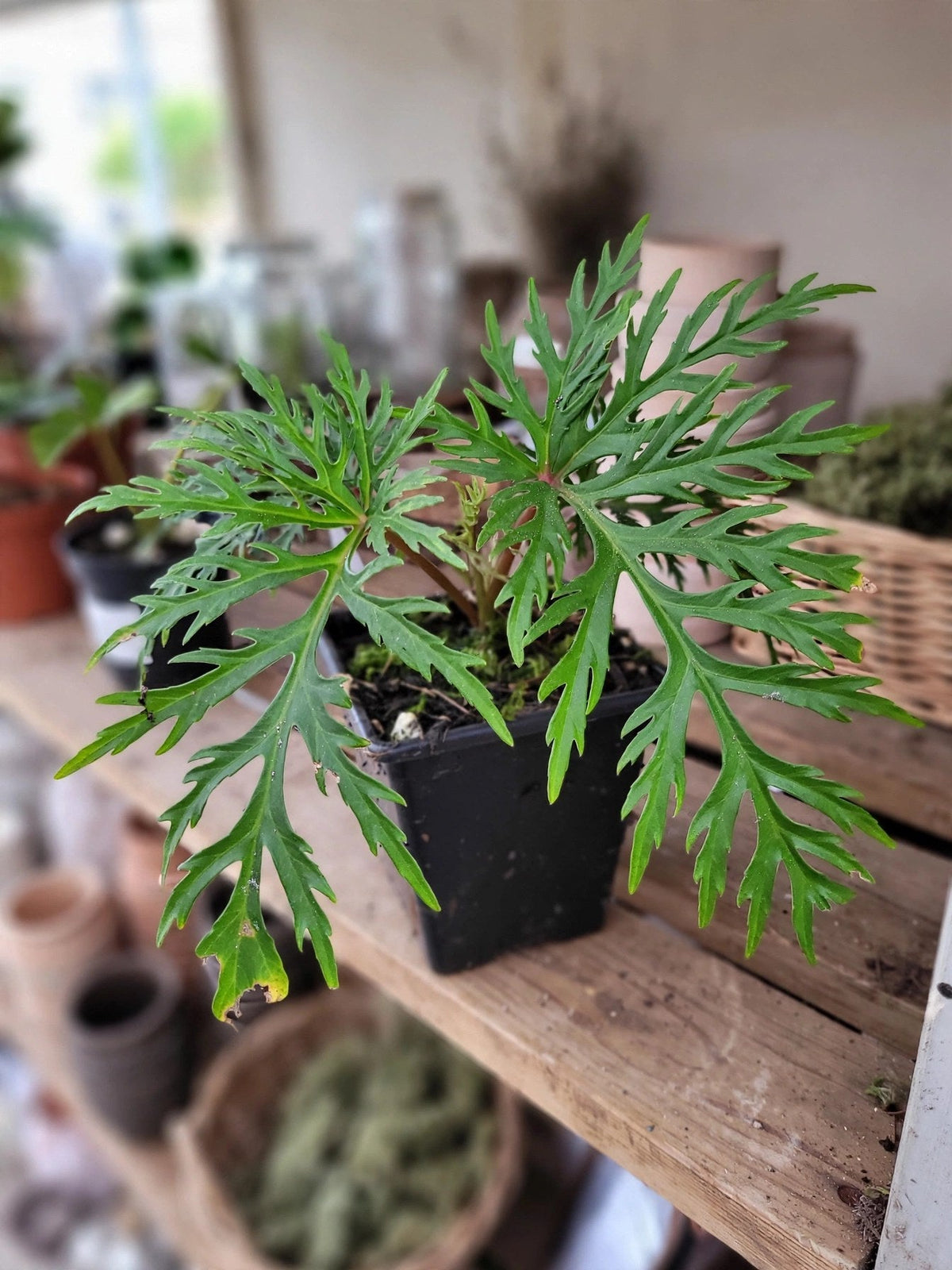 Begonia Bipinnatifida