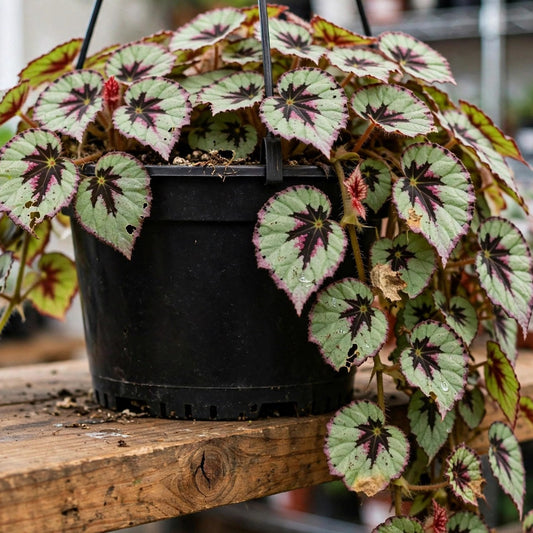 Begonia Cherry Mint