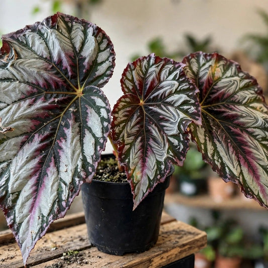 Rex Begonia