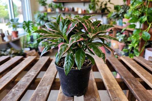 Alternanthera Party Time 3.5"