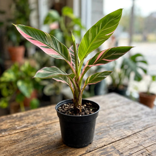 Musa Pink Variegated 3.5"