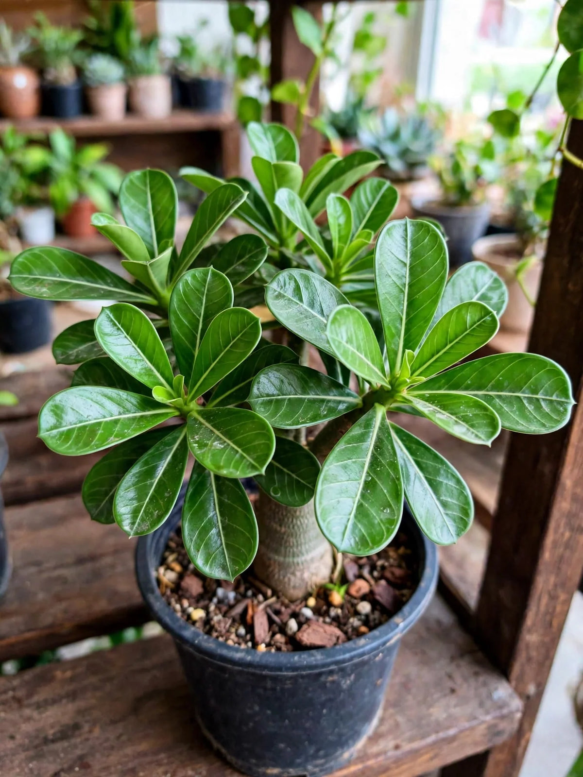 Desert Rose - Adenium Good Luck 6"