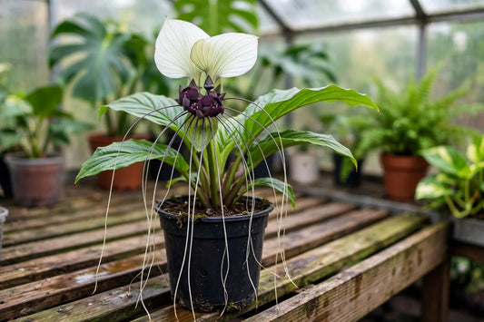 Tacca Integrifolia – White Bat Flower