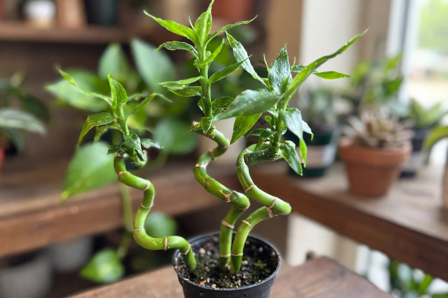 Lucky Bamboo Cobra Mini Twist 3"