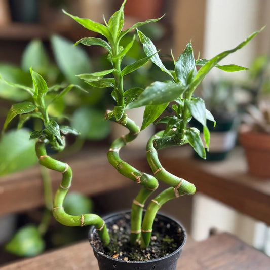 Lucky Bamboo Cobra Mini Twist 3"