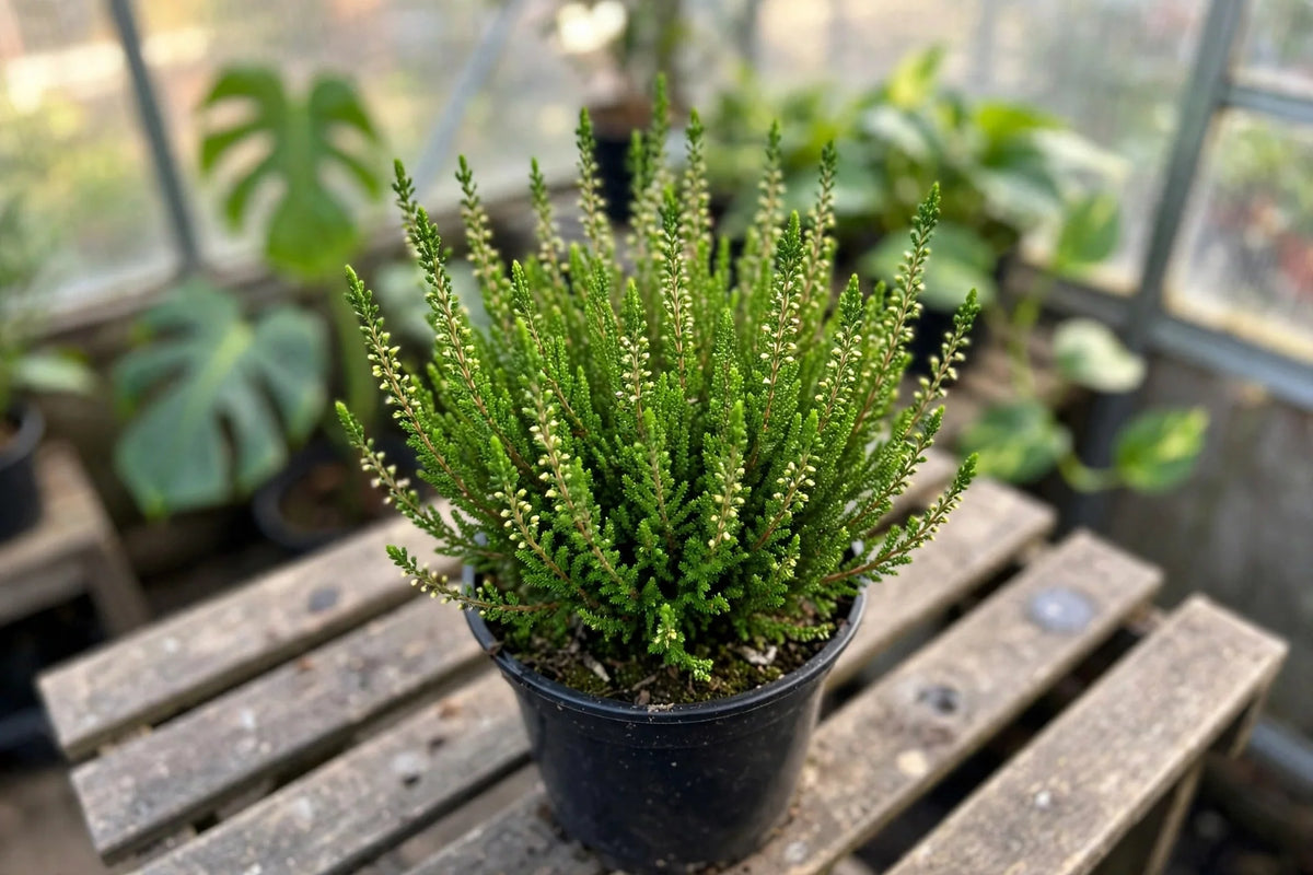 Heather (perennial)