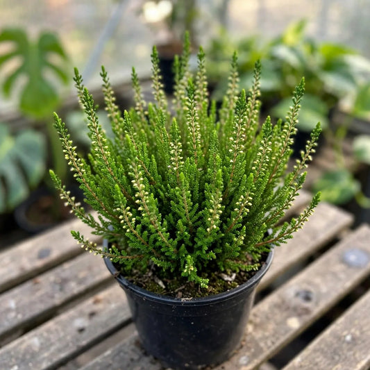 Heather (perennial)