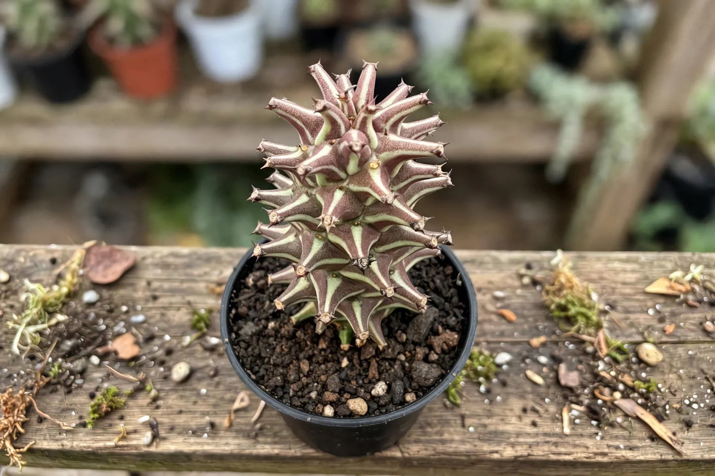Euphorbia Guentheri