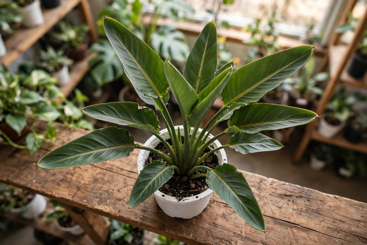 Birds of Paradise 10" toxic white
