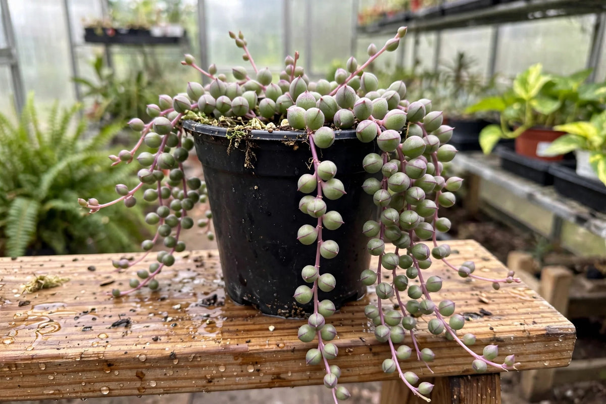 Senecio Purple Flush