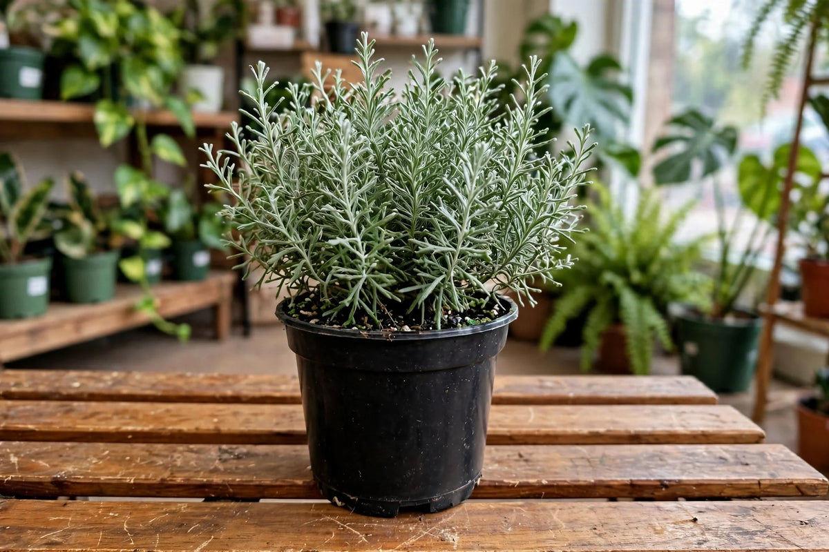 CALOCEPHALUS SILVER BUSH 4"