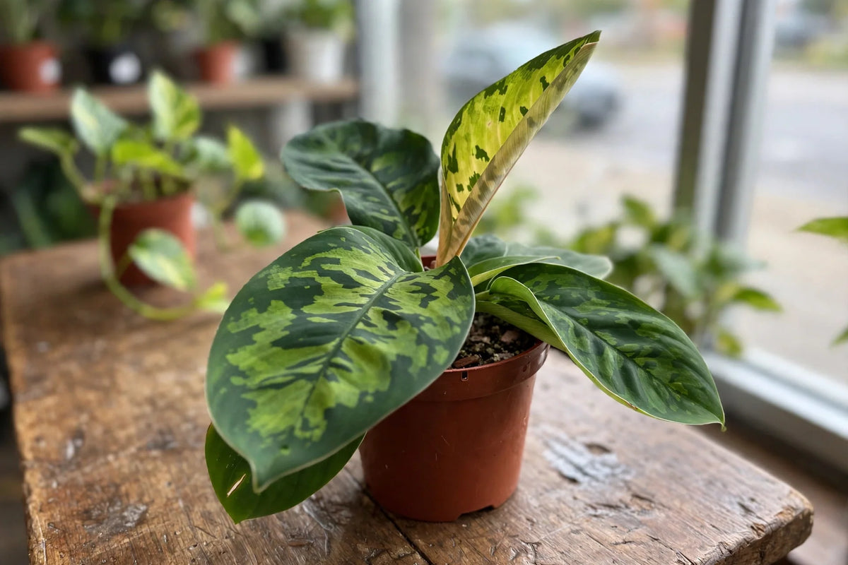 Homalomena Camouflage 3.5"
