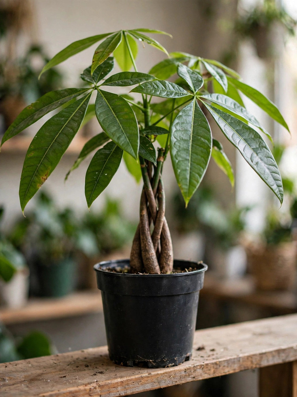 Pachira Money Tree