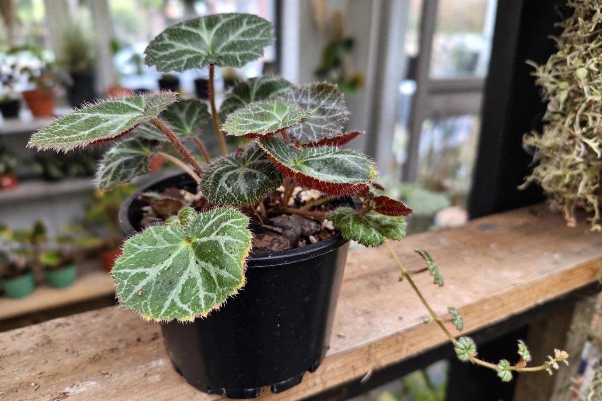 Saxifraga Stolonifera Strawberry Begonia