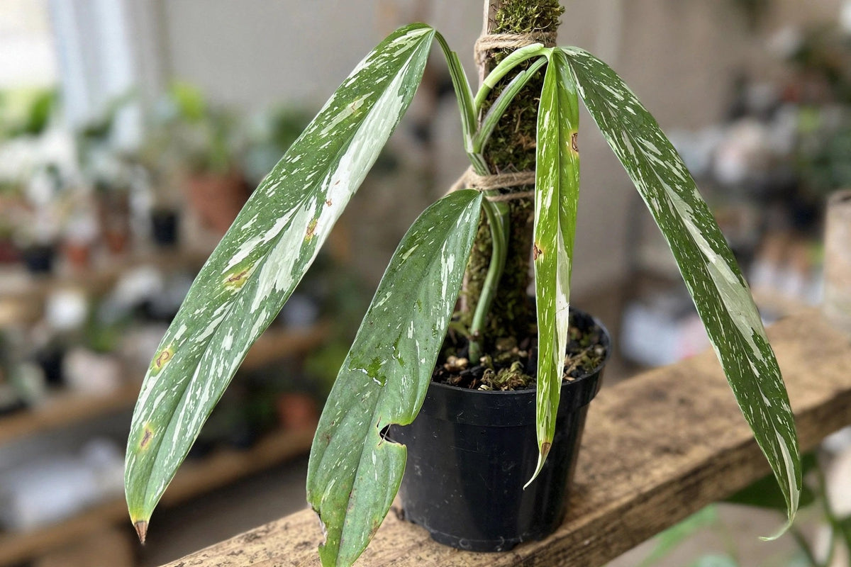 Monstera Standleyana Albo Variegata
