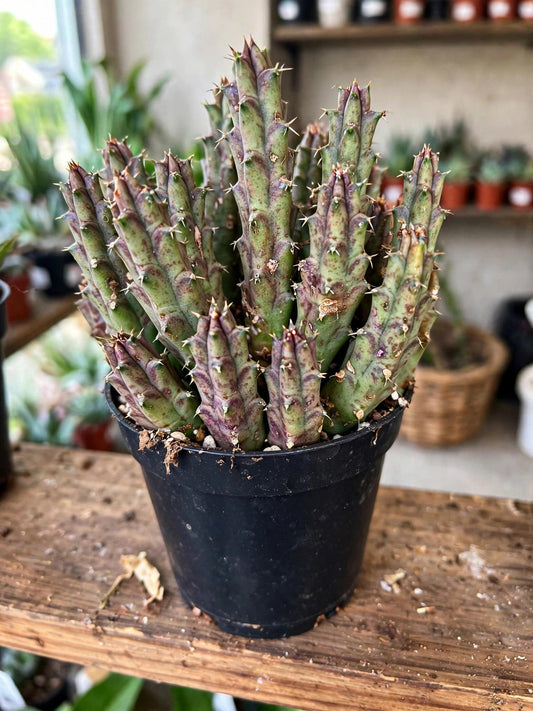 Orbea Starfish Cactus