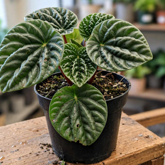 Peperomia Columbia
