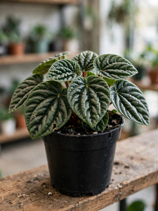 Peperomia Ecuador