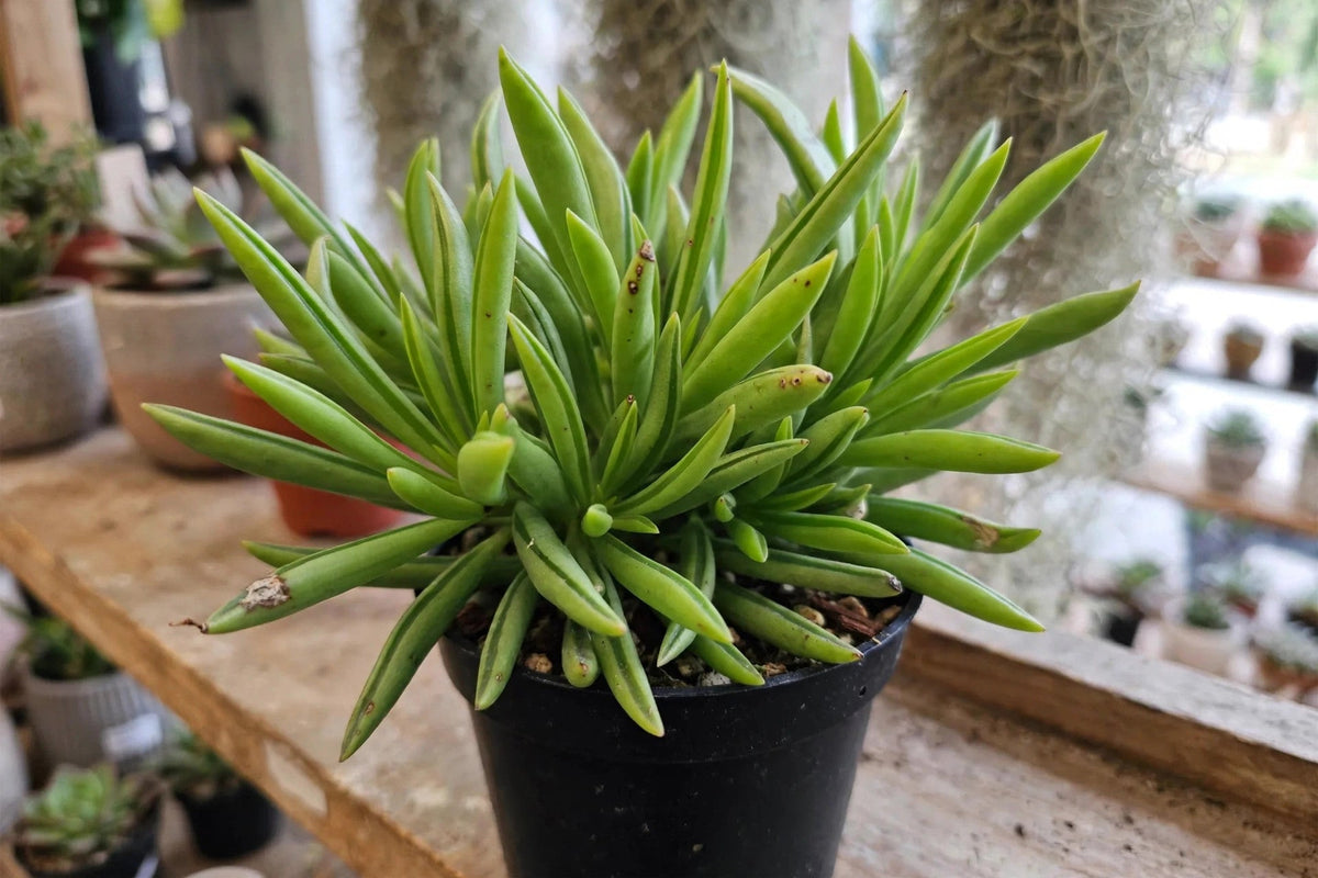 Peperomia Happy Beans