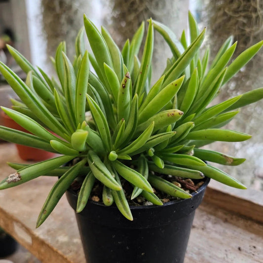 Peperomia Happy Beans