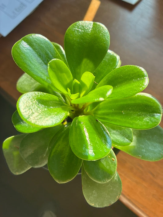 Peperomia Opus Grandis with big glossy leaves, real photo