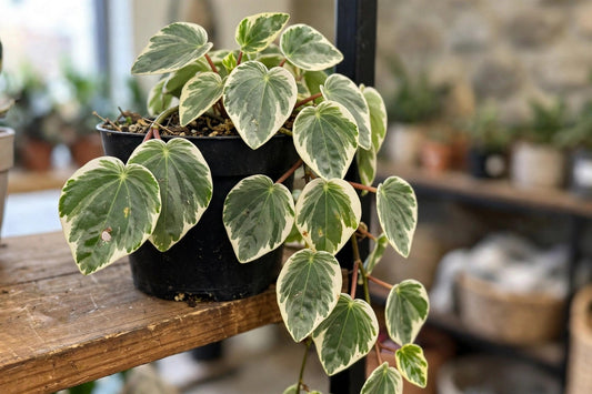 Peperomia Scandens Variegated