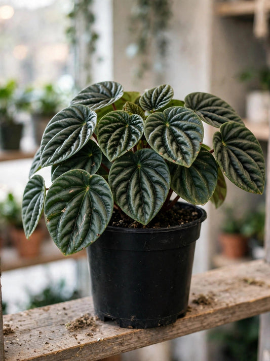 Peperomia Sulcata
