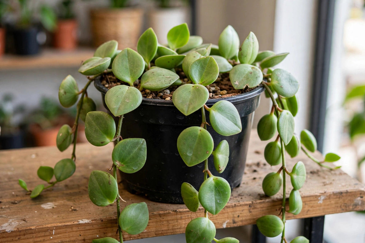 Peperomia Teardrop