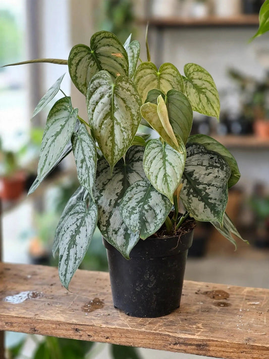 Philodendron Brandtianum