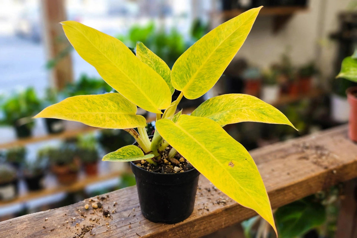 Philodendron Calkins Gold
