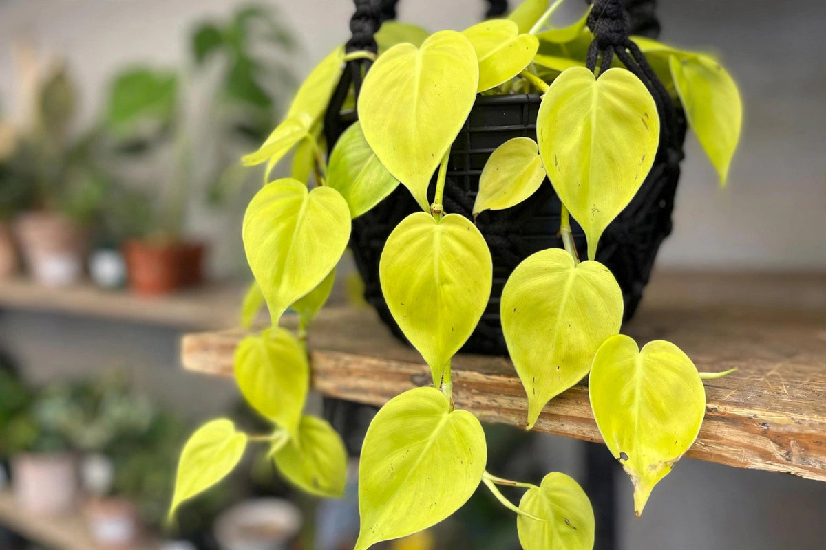Philodendron Cordatum Lemon