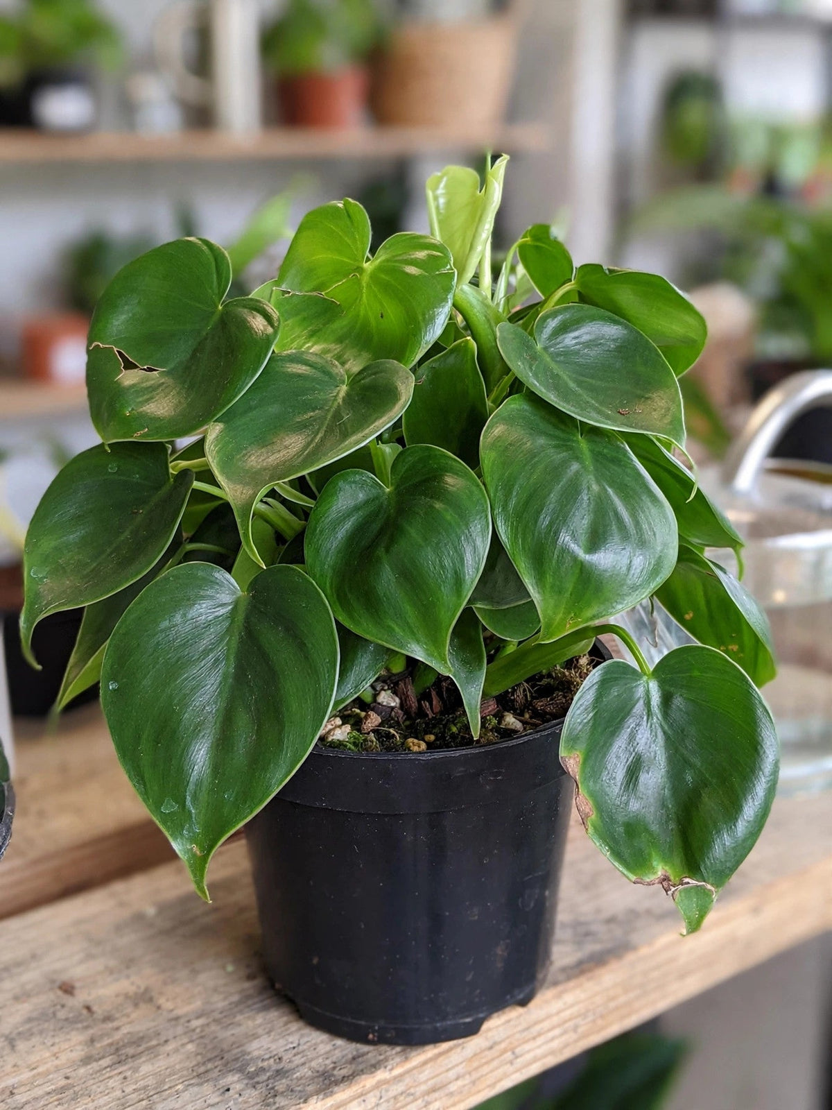 Philodendron Grazielae"