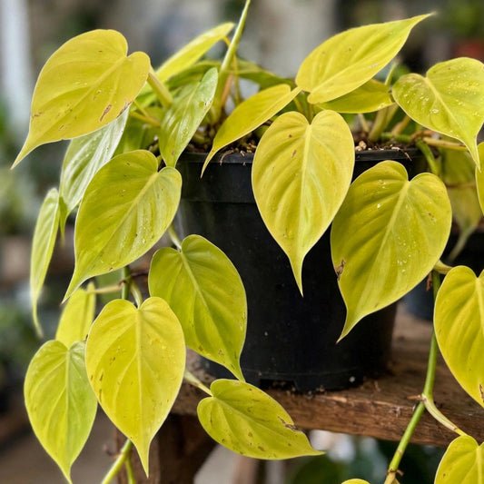 Philodendron Lemon Lime