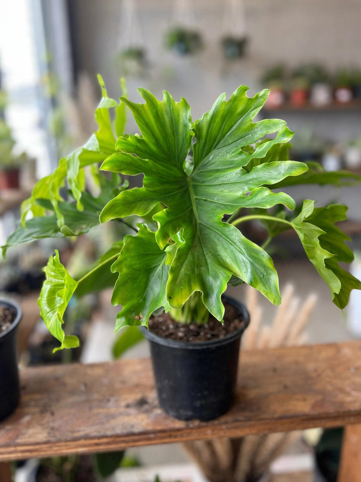 Philodendron Lickety Split