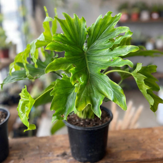 Philodendron Lickety Split