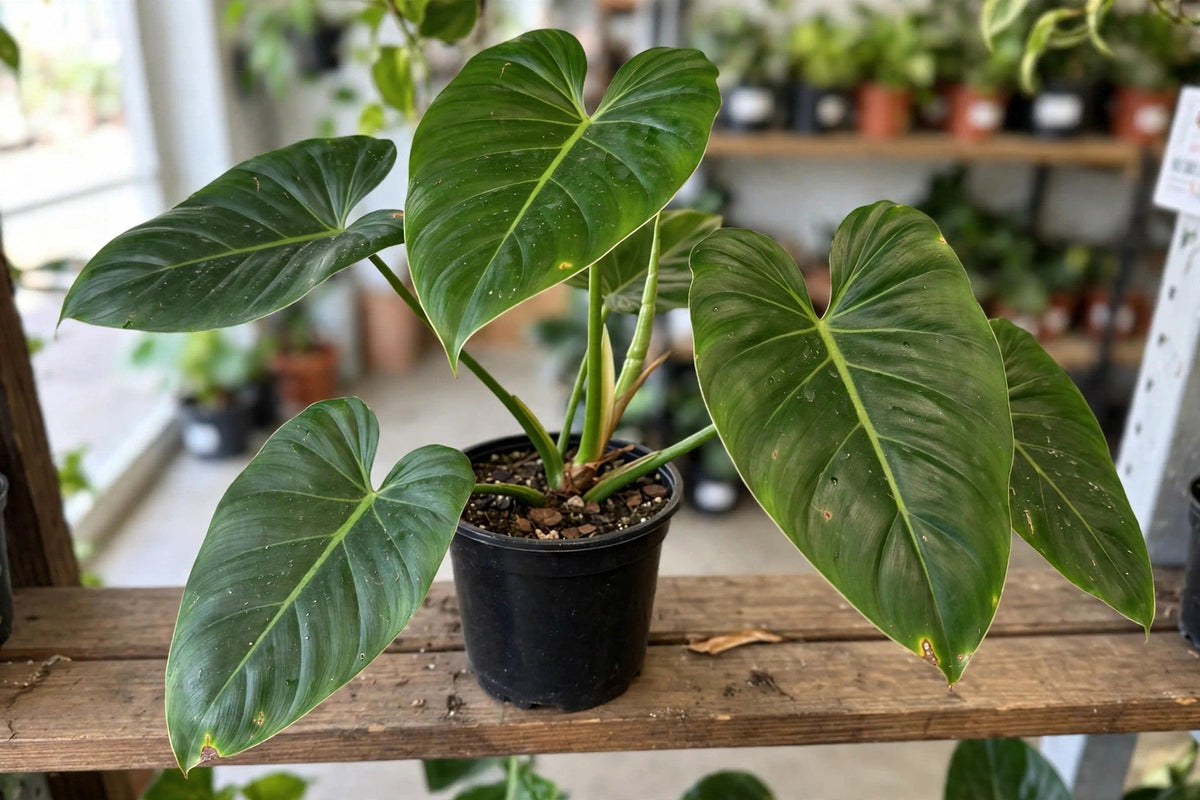 Philodendron Maxima