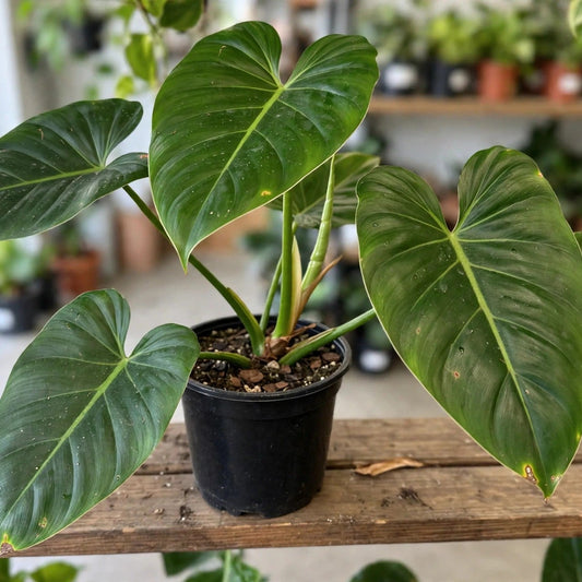 Philodendron Maxima
