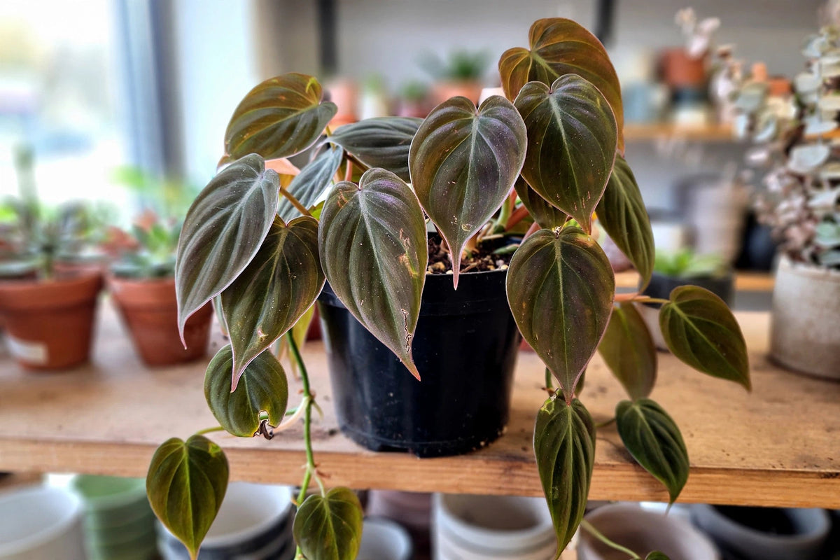 Philodendron Micans