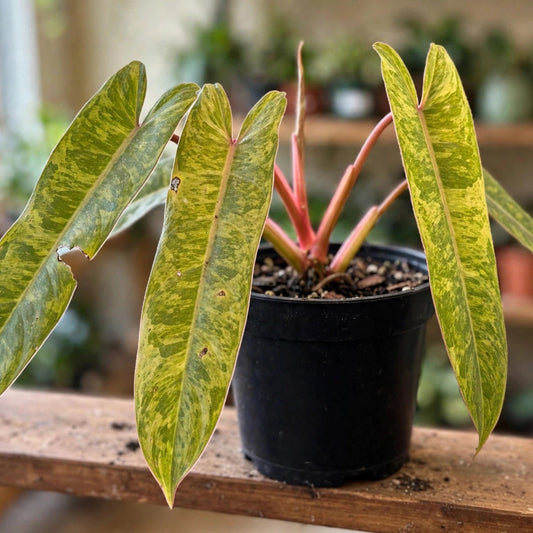 Philodendron Painted Lady