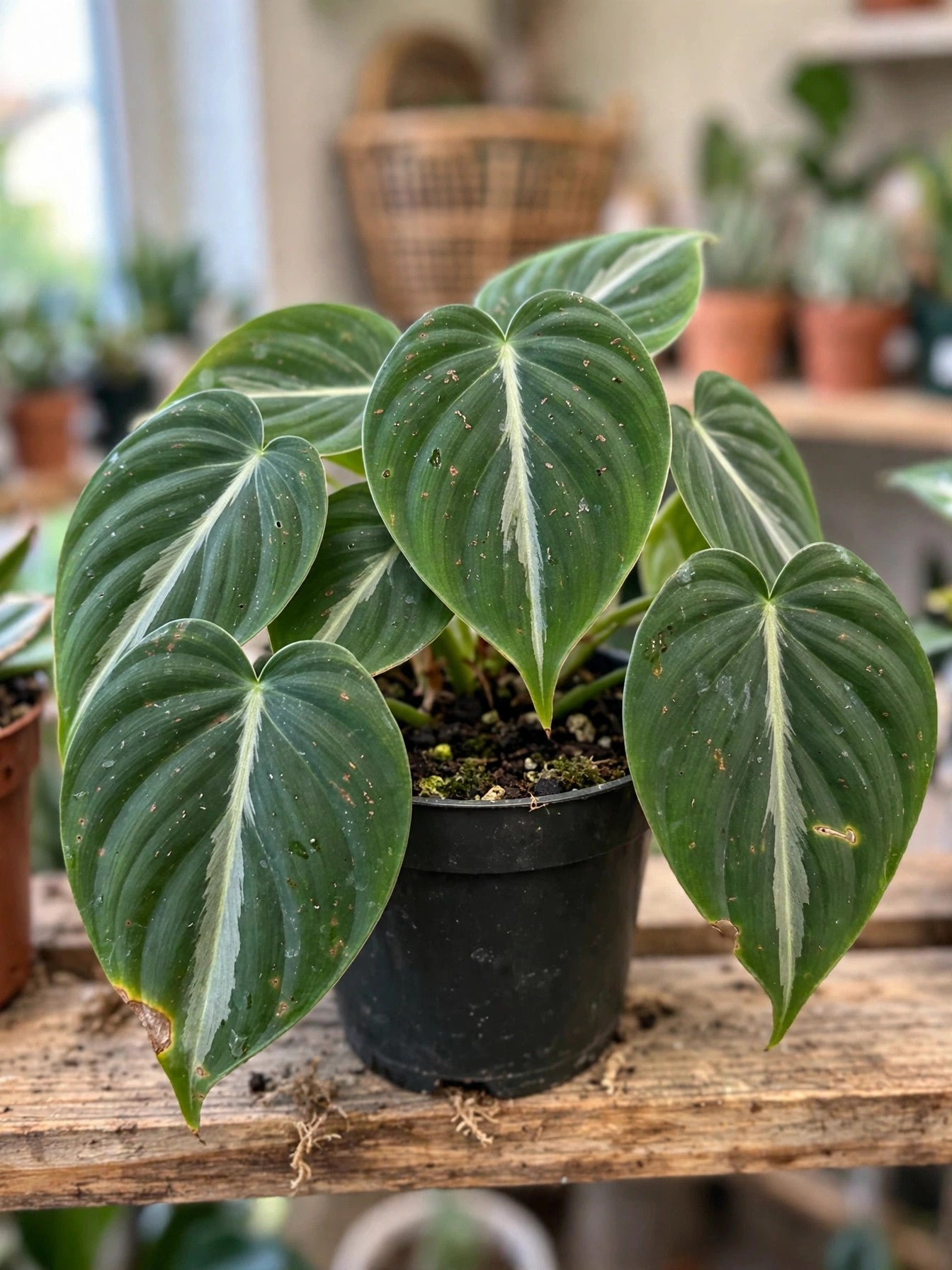 Philodendron Silver Stripe