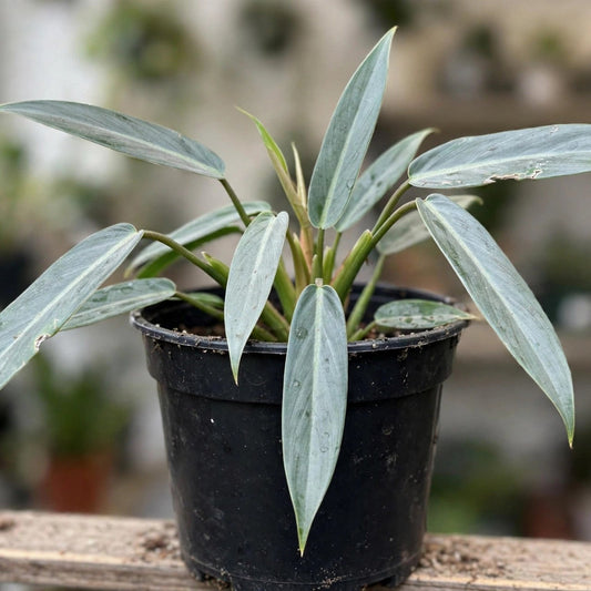 Philodendron Silver Sword 3.5”