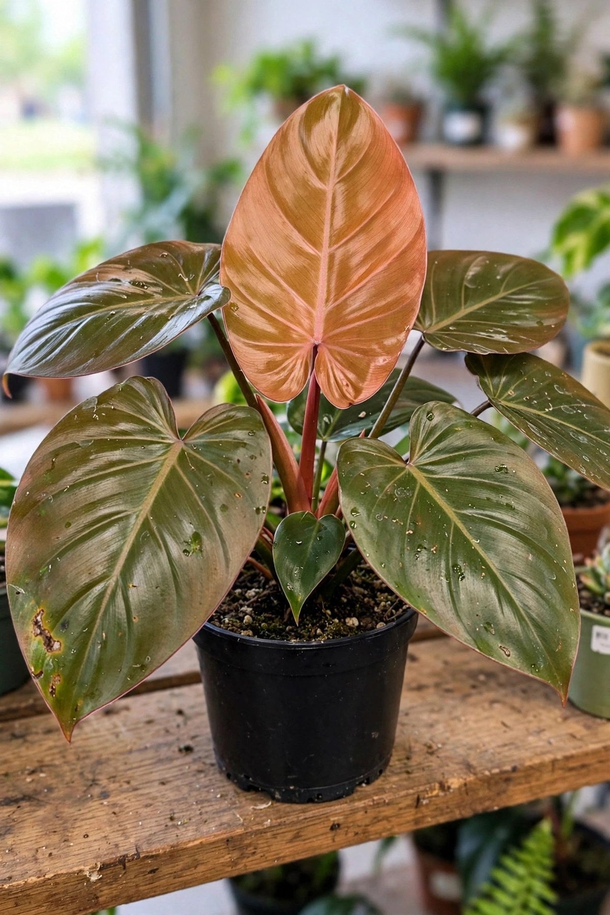 Philodendron Summer Glory