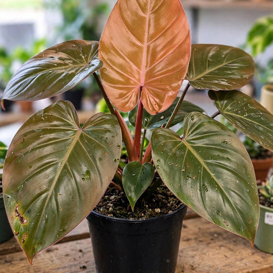 Philodendron Summer Glory