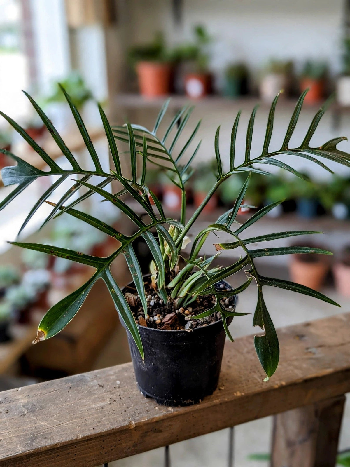 Philodendron Tortum