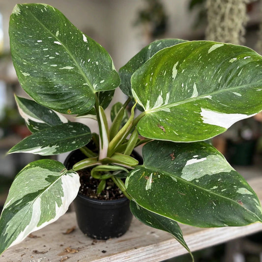 Philodendron White Wizard