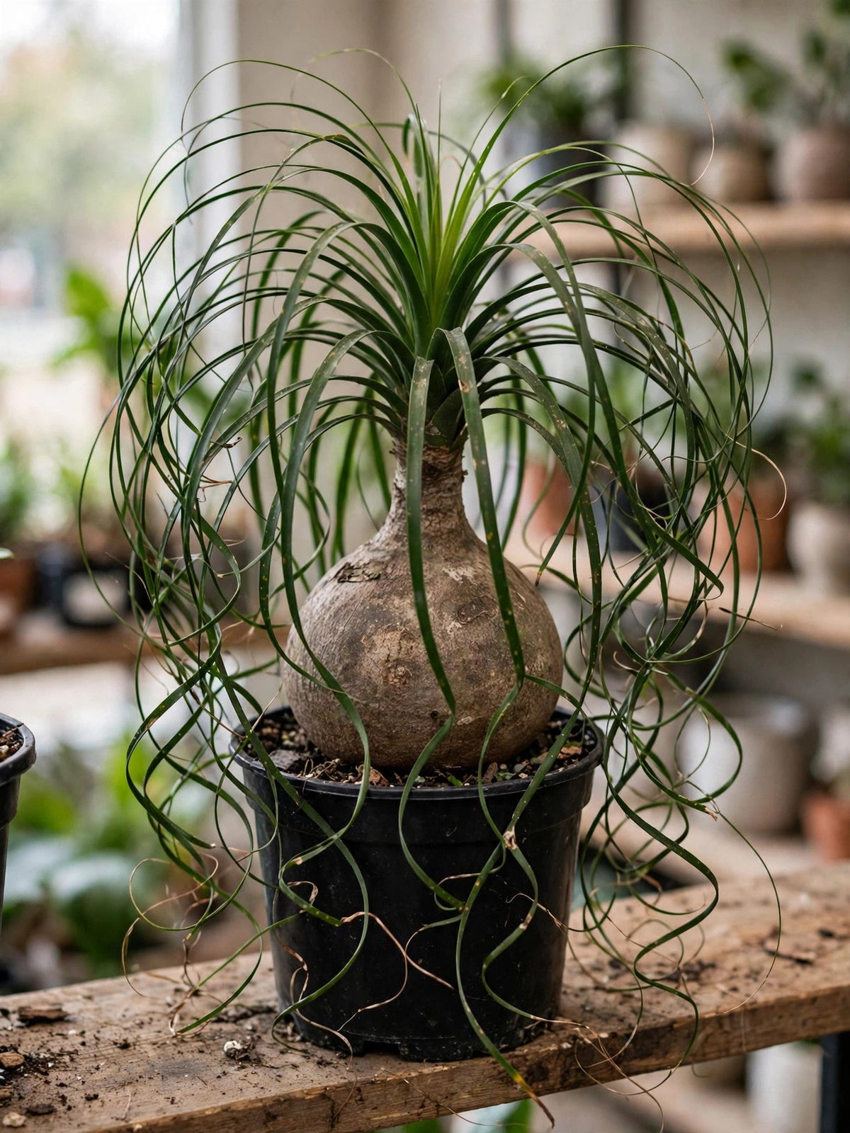 Ponytail Palm