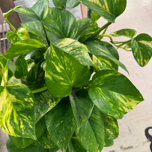 Golden Pothos hanging basket