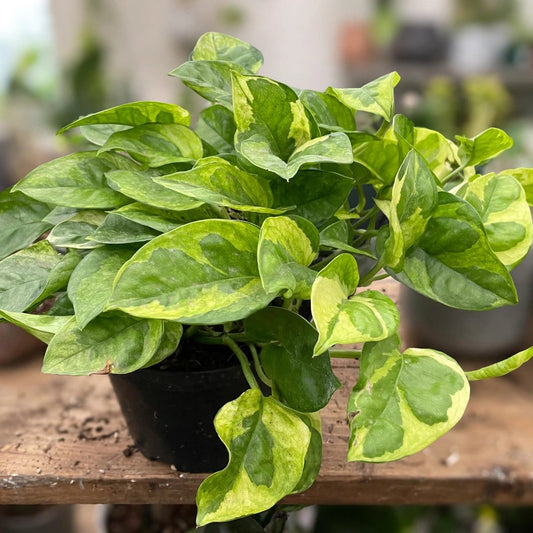 Pothos Lemon Meringue